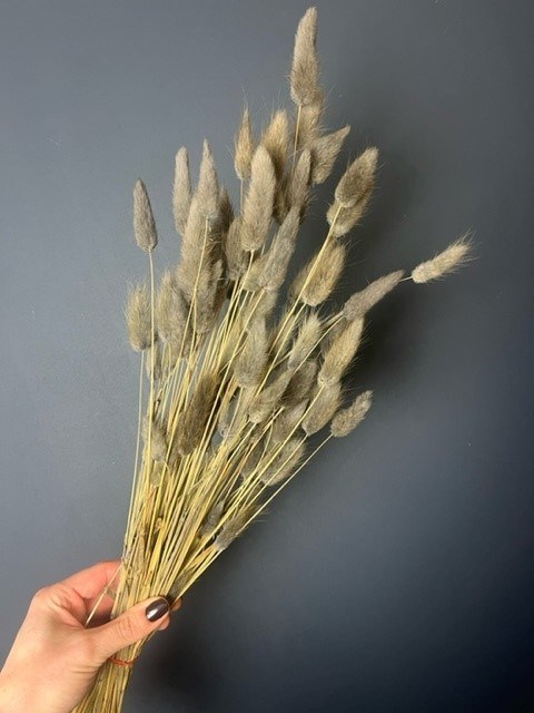 Picture of Lagurus Bundle Black/Grey 50gr